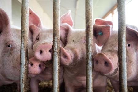 Der Bau tiergerechter Schweineställe bleibt Ziel.