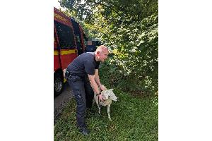 Sicherstellung eines Schafes durch Ordnungsamt und Feuerwehr