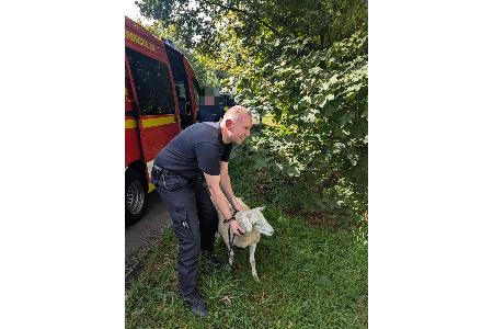 Sicherstellung eines Schafes durch Ordnungsamt und Feuerwehr