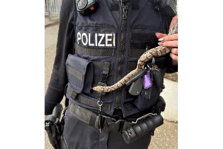 Schlange
