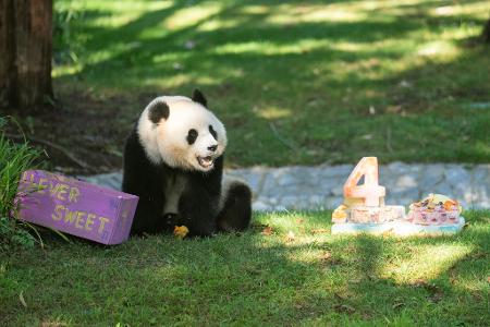 Panda Qing Bao feiert vierten Geburtstag
