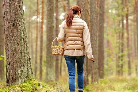 Pilzsaison: Welche Arten Anfänger gut erkennen können