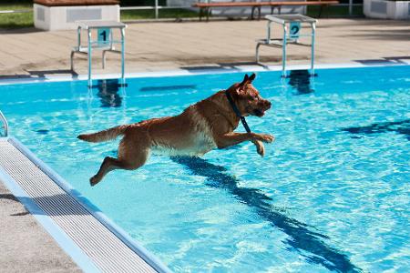 Ein Hund springt ins Ilsestrandbad in Wasserleben.