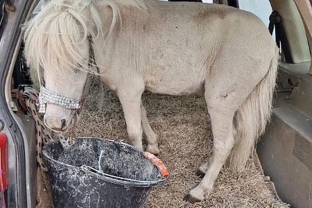 Pony im Auto