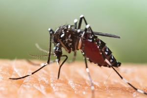 Chikungunya-Virus Italien