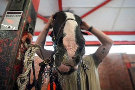 Ein Soldat des Household Cavalry Mounted Regiment zäumt sein Pferd bei den Vorbereitungen für den Kutschenzug in der Combermere Barracks in Windsor vor dem Staatsbesuch von US-Präsident Donald Trump.