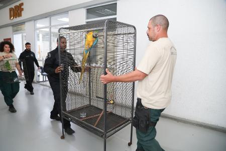 Laut Polizei bringt der Tierhandel der organisierten Kriminalität Millionen ein.