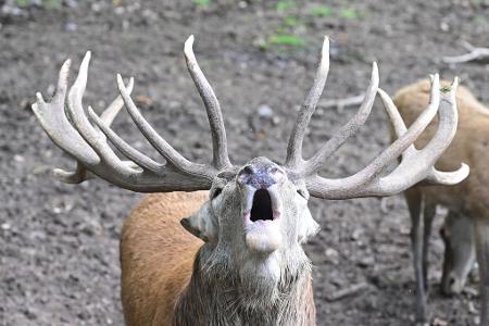 Brunftschrei im Wildparadies Tripsdrill: Hirsch macht auf sich aufmerksam