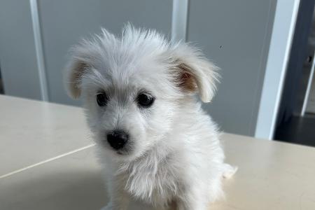 Foto: Hauptzollamt Augsburg - acht Wochen alter Hundewelpe Foto: Hauptzollamt Augsburg - acht Wochen alter Hundewelpe