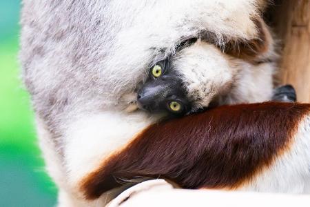 Seltene Geburt im Kölner Zoo: Erstes Coquerel-Sifaka-Baby Europas