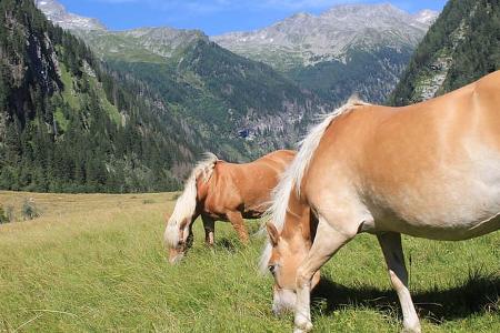 Pferde, Berge, Wandern, Österreich