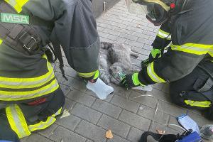 Verletzte Katzen werden behandelt