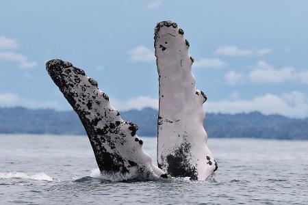 Kolumbien: Buckelwal-Spektakel in Bahía Málaga – Giganten brechen vor der Pazifikküste aus dem Wasser
