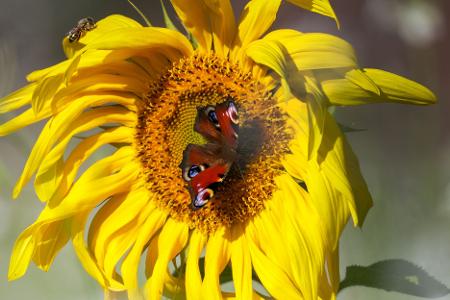 Letzter Sommertag