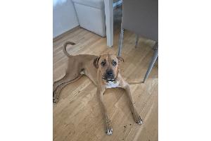 Boxer-Mischling