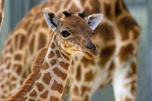 Eine Kordofan-Giraffe ist im Pariser Zoo geboren.