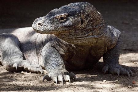 Komodo-Warane sind offiziell als 