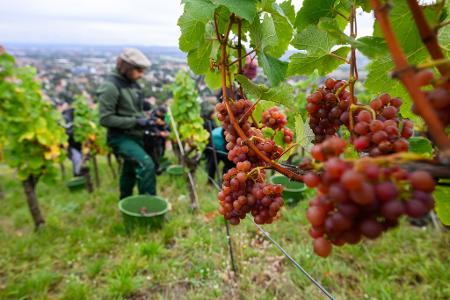 Trauben der Sorte Traminer werden bei der Weinlese in Sachsen geerntet. 