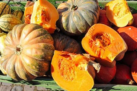 Kürbisarten, Vorderpfalz