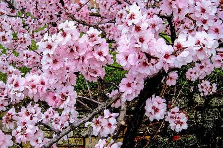Mandelblüte, Vorderpfalz