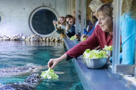 Stralsund: Ex-Kanzlerin Angela Merkel füttert Schildkröte bei Rundgang durch das Meeresmuseum