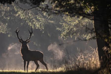 Brunftzeit in Hessen: Hirsch taucht mystisch im Morgennebel auf