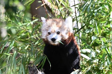 Die Kleinen Pandas fressen gerne Bambus.