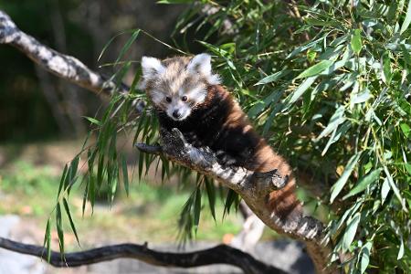 Die Tierart steht auf der Roten Liste der Internationalen Union zur Bewahrung der Natur (IUCN) und gilt als stark gefährdet.