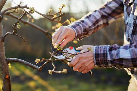 Im Herbst zurückschneiden