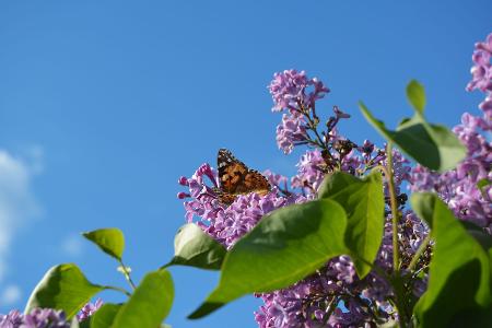Schmetterlingsflieder