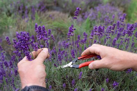 Lavendel