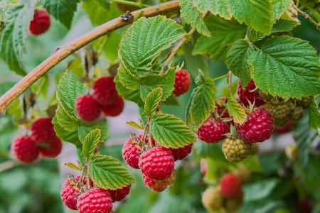 Himbeeren