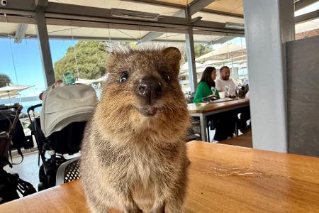 Quokkas gelten wegen ihres 