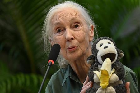 Trauer um Jane Goodall: 