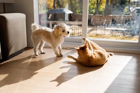 Hund und Katze spielen in der Sonne im Wohnzimmer vor einer Terrassentür