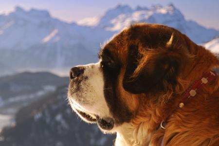 In der Schweiz essen sie Hunde?
