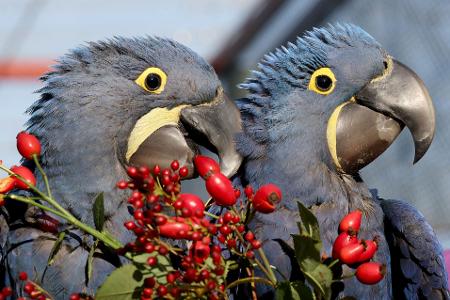 Vogelpark Marlow freut sich über Ara-Nachwuchs