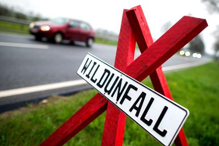 Der Jagdverband appelliert an Autofahrer, jeden Wildunfall zu melden. (Archivbild) Der Jagdverband appelliert an Autofahrer, jeden Wildunfall zu melden. (Archivbild)