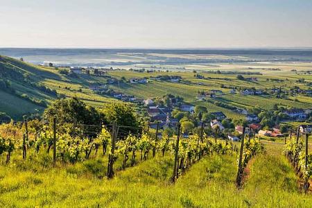 Weinberge, Urlaub, Österreich Weinberge, Urlaub, Österreich