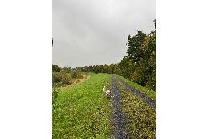 Der Jungschwan genießt seine neu gewonnene Freiheit