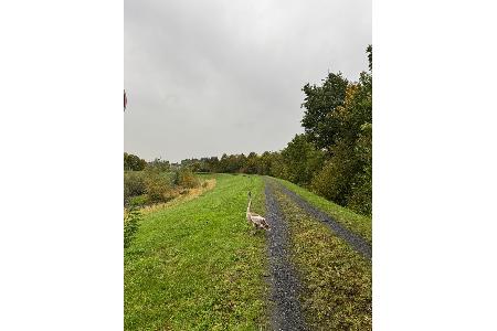 Der Jungschwan genießt seine neu gewonnene Freiheit