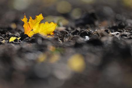 Jetzt kommt die goldene Herbsteszeit: Ein verfärbtes Blatt liegt auf einem Acker in Baden-Württemberg.