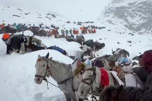 Dorfbewohner stiegen mit Pferden und Ochsen auf den Mount Everest, um zu den Wanderern zu gelangen. (Archivbild)