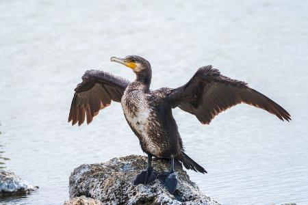 Kormoran 2010