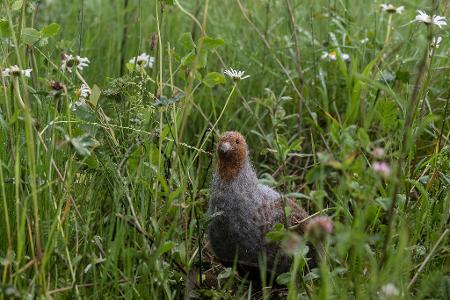 Das in seinem Bestand gefährdete Rebhuhn ist zum Vogel des Jahres gewählt worden. (Archivbild) Das in seinem Bestand gefährdete Rebhuhn ist zum Vogel des Jahres gewählt worden. (Archivbild)
