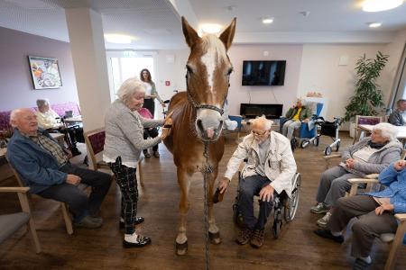 Geduldig lässt sich die Haflinger-Stute striegeln.  Geduldig lässt sich die Haflinger-Stute striegeln.