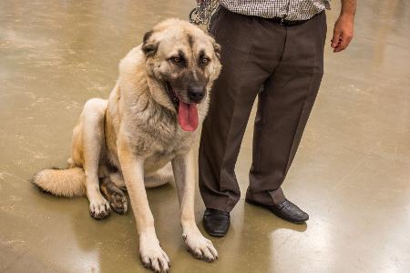 Kangal Hirtenhund