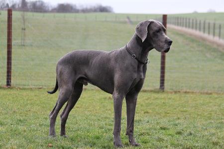 Deutsche Dogge