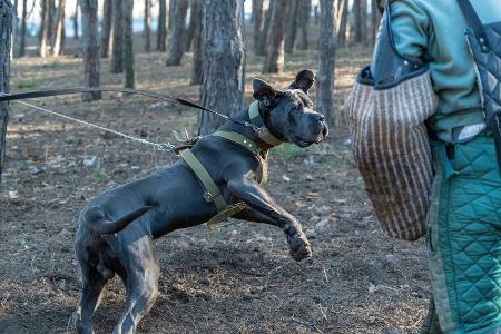 Cane Corso Italiano