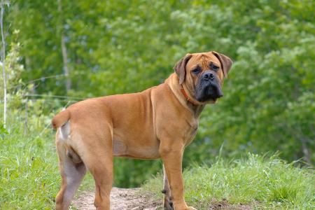 Boerbel
